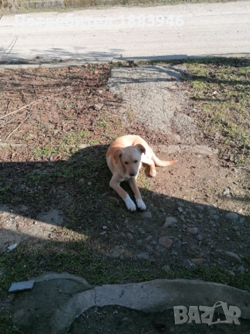 Подарявам кученце, снимка 3 - Други - 53578840