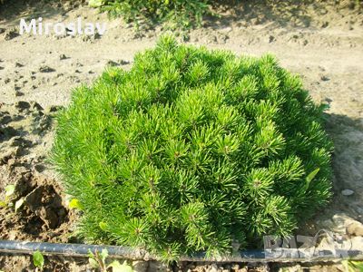 Джуджевиден Клек / Pinus mugo pumilio, снимка 4 - Градински цветя и растения - 45556912