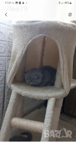 британска късокосместа 550лв , снимка 8 - Британска късокосместа - 52842750