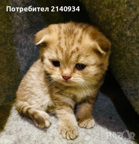 Шотландски клепоухи котенца. Златна чинчила, снимка 5 - Британска късокосместа - 52872201
