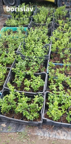 Лигуструм в контейнер, снимка 2 - Градински цветя и растения - 50918872