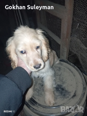 2 мъжки Кокер Шпаньол 