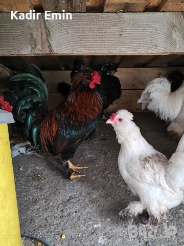 Струмски бантам петли, снимка 4 - други­ - 52673040