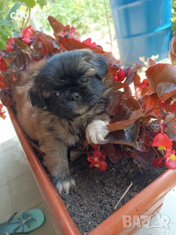 Пекинез , снимка 6 - Пекинез - 52281331