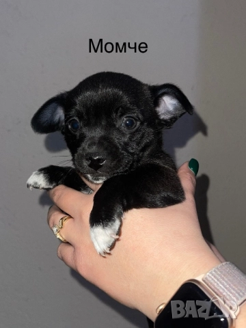 Мини чихупинчери чихуахуа пинчер, снимка 4 - Чихуахуа - 52859619