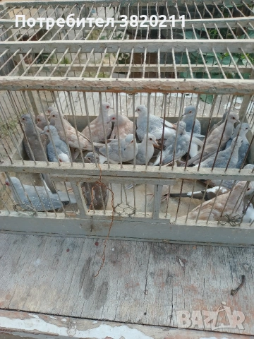 Продавам диамантени гургулици, снимка 2 - Гълъби - 53845217