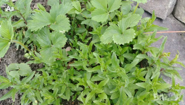 Продавам Сух джоджен (на листа или наронен), реколта 2025 г., снимка 9 - Домашни продукти - 46910995