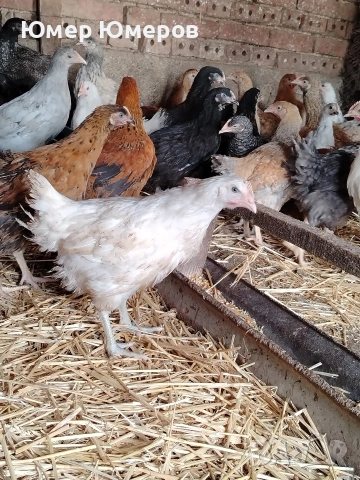 Продавам Млади Ярки , снимка 2 - Кокошки и пуйки - 54243744