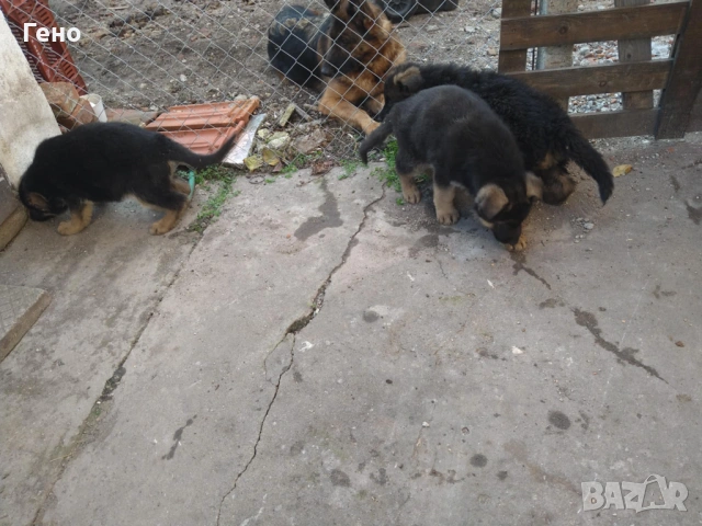 Продавам НОК, снимка 11 - Немска овчарка - 53309940