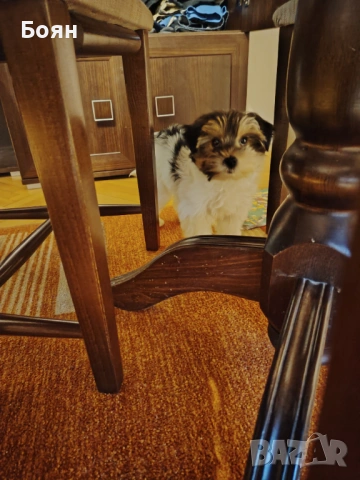 Бивър Йорки 