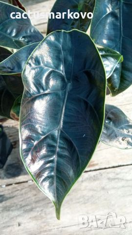 Alocasia Azlanii, снимка 2 - Стайни растения - 45852253