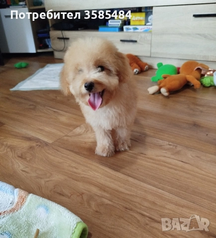 Мини пудел момченце , снимка 10 - Пудели - 54015251