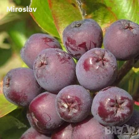 Офика „Бурка“-(Самодивско дърво), снимка 3 - Градински цветя и растения - 54244400