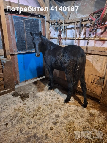 продавам конче мъжко на 10 месеца