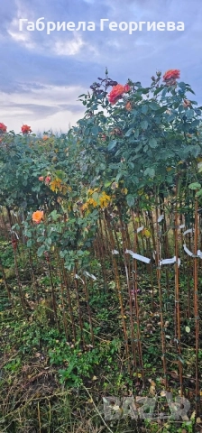 Щамбови рози на гол корен , снимка 17 - Градински цветя и растения - 52324650