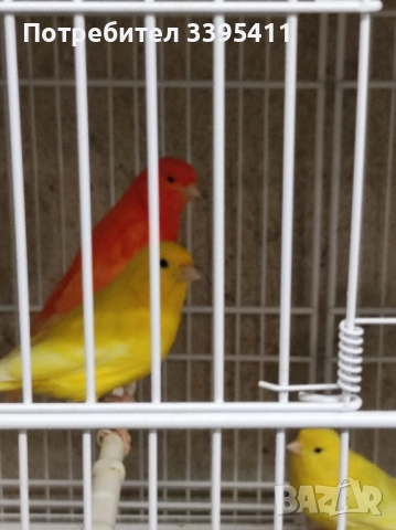 Продавам цветни канари, снимка 9 - Канари - 52188924