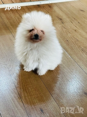 Померан, снимка 7 - Померан - 53821484