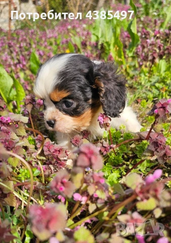 Момиче кавалер Кинг Чарлз Шпаньол , снимка 3 - Други - 54181416