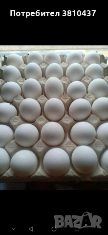 продавам оплодени яйца от Бял легхорн , снимка 7 - Кокошки и пуйки - 44949131