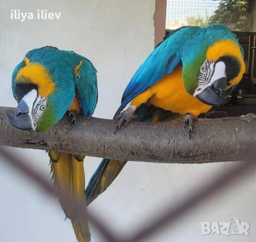 бебе синьо жълта Ара за дохранване