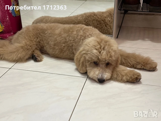 Куче порода Малтипу с европейски паспорт и чип, снимка 1