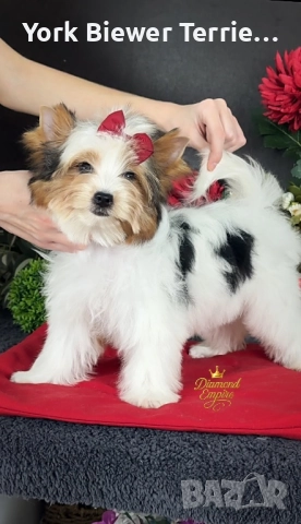Йоркширски Териер! Чудесни момиченцата с родословие за деца и възрастни! Доставка 