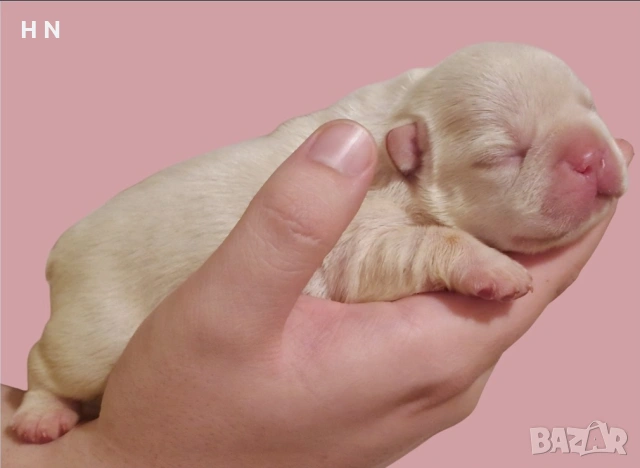 Френски булдог бебета - родословен Баща , снимка 2 - Френски булдог - 53124385