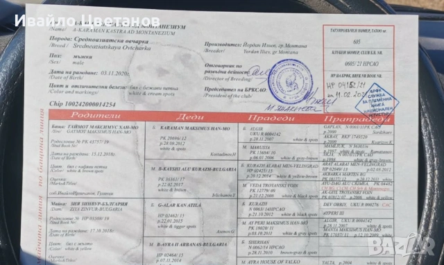 Алабай, снимка 7 - Алабай - 54079797