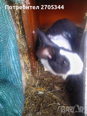 Мъжки заек , снимка 2 - Други животни - 53817559