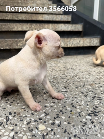 Чихуахуа , снимка 3 - Чихуахуа - 54096135