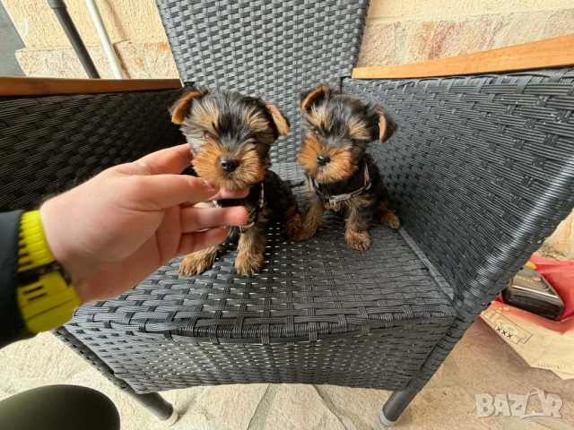 Йоркширски териер актуално от 31.3.2026