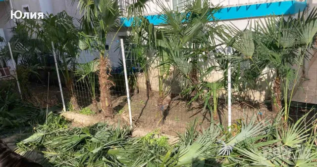 Студоустойчиви Палми Трахикарпус, снимка 5 - Градински цветя и растения - 49879195