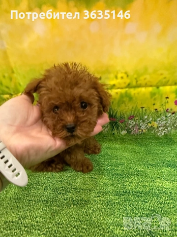 Той пудел / Tou poodle, снимка 4 - Пудели - 53685790