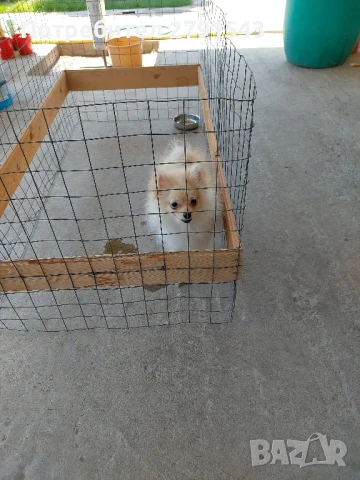 померан померанче , снимка 1