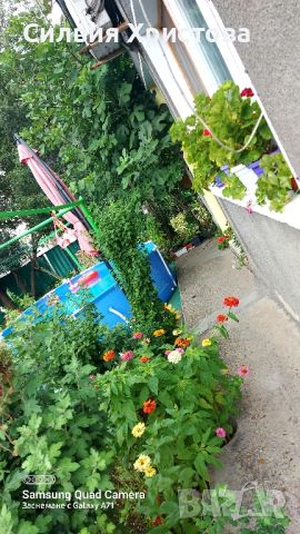 Продавам разсад Циния , снимка 4 - Градински цветя и растения - 45514375
