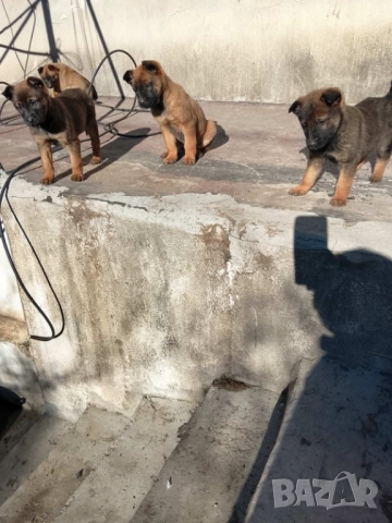 Продавам малки белгийски овчарки, снимка 5 - Белгийска овчарка - 47330260