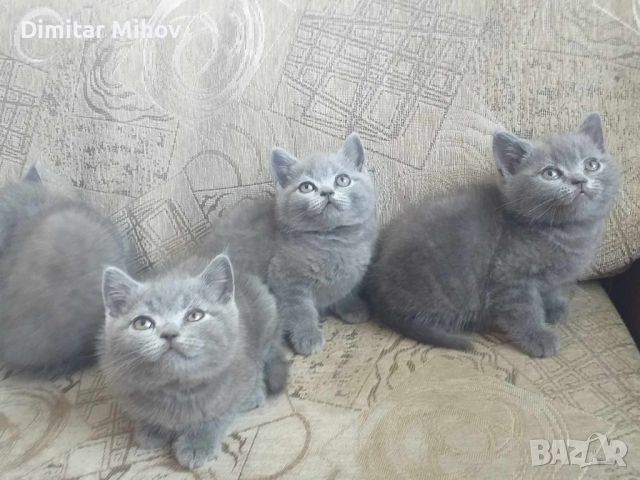 британски сини късокосмести котета, снимка 1 - Британска късокосместа - 46430548