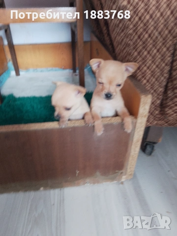 животни мини чихопинчари 