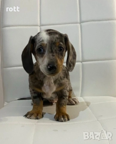Мини дакел мерле, снимка 5 - Дакели - 53981038