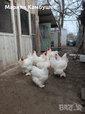 Петли кохин