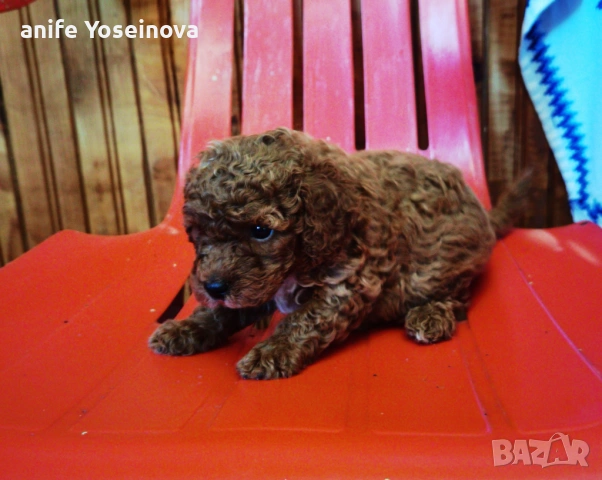 Продавасе Мини Пудел , снимка 4 - Пудели - 54132021