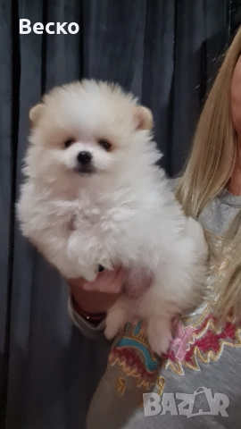 Померан-мъжко , снимка 2 - Померан - 53262629
