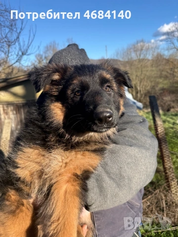 Немска овчарка с дълъг косъм с родословие , снимка 16 - Немска овчарка - 52807212