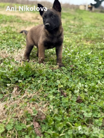 Чистокръвни белгийски овчарки, снимка 2 - Белгийска овчарка - 53026515