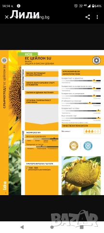 семе слънчоглед за сеuтба Lidea, снимка 8 - Сортови семена и луковици - 52837342
