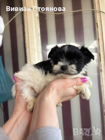Мини цветно йорки женско, снимка 3 - Йоркширски териер - 53797917