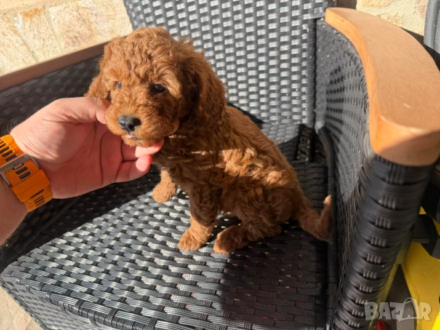 Мини Пудели Актуално от 6.2.2026, снимка 3 - Пудели - 53380316