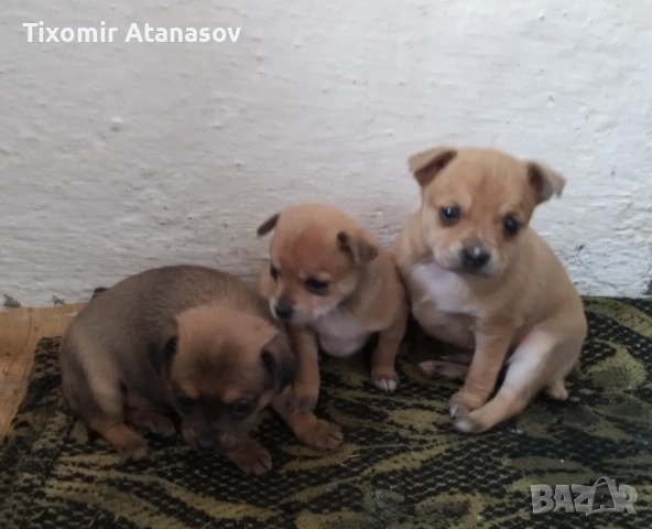 Пинчер, снимка 5 - Чихуахуа - 53464829