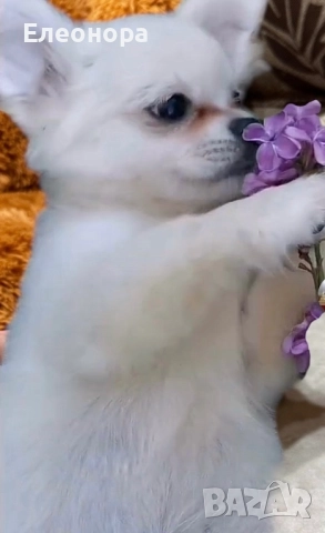 Топ Мъжко Мини Чихуахуа 