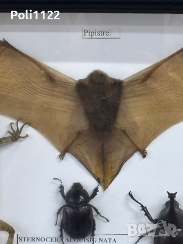 Препарирани прилеп,гущер и бръмбари, снимка 3 - Антикварни и старинни предмети - 50695383